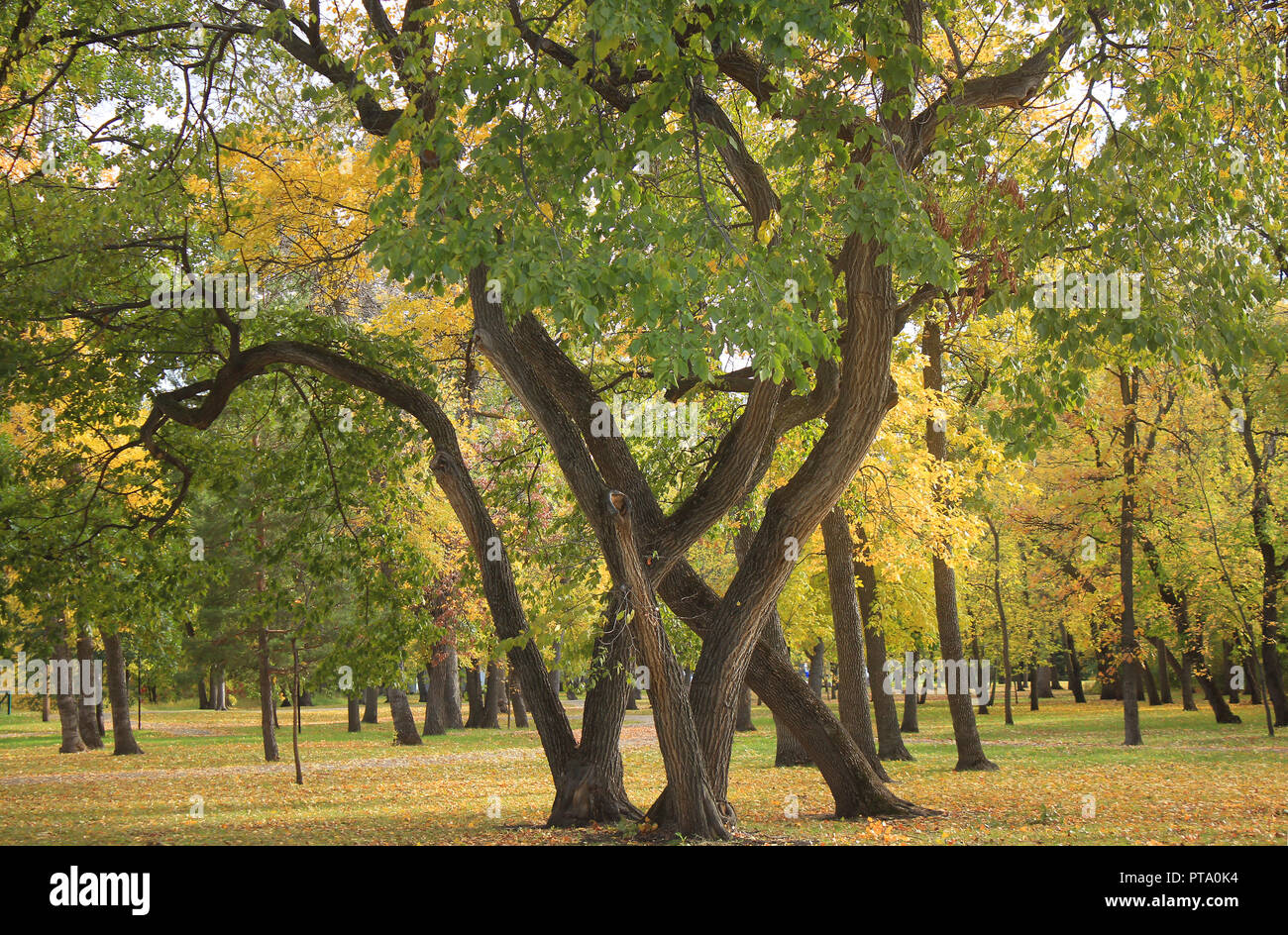 Motif de feuilles d'automne sur les arbres dans un parc Banque D'Images