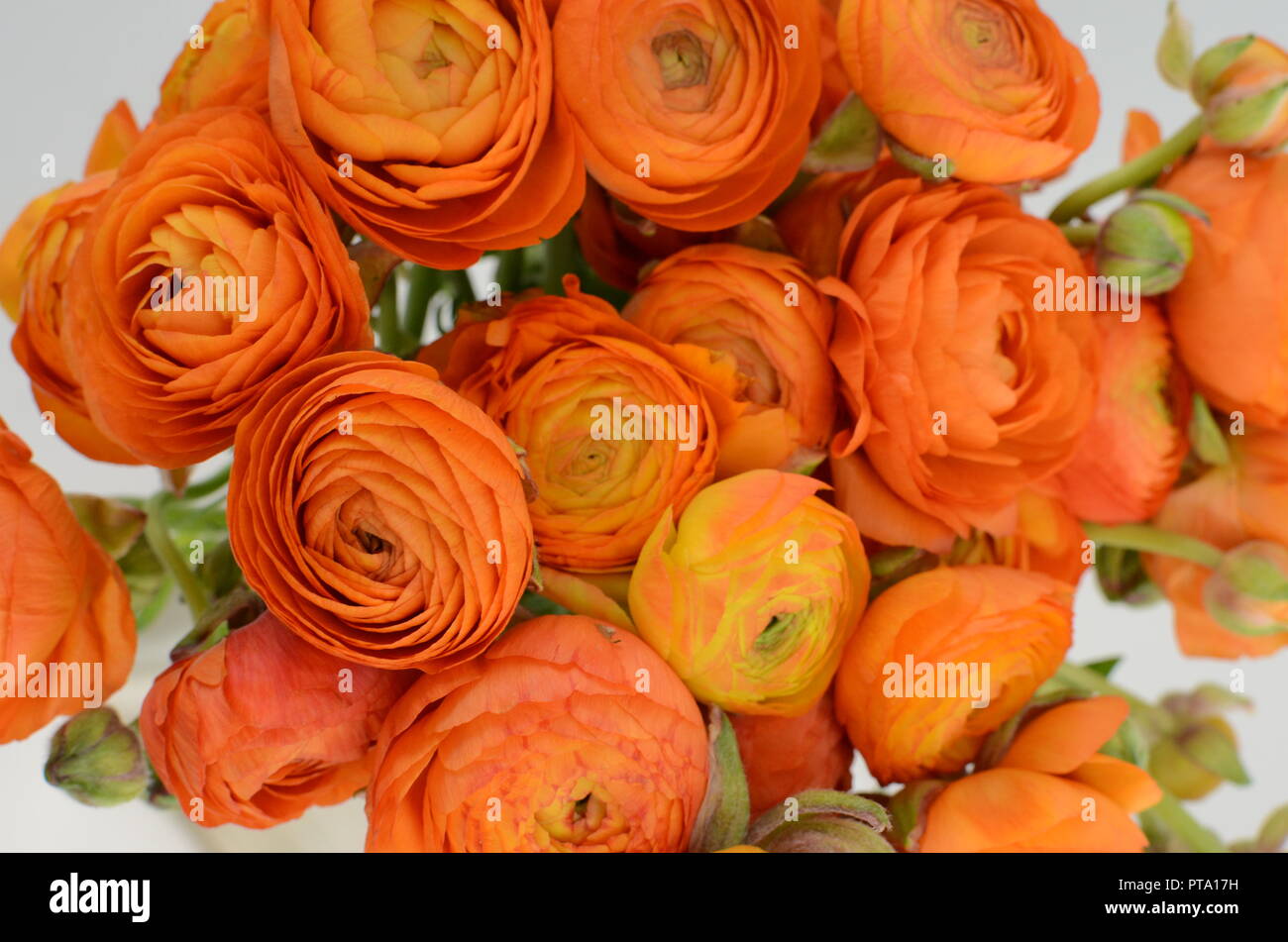 Renoncule de Perse. Bouquet de renoncules orange pâle fleurs fond clair.  Wallpaper Photo Stock - Alamy
