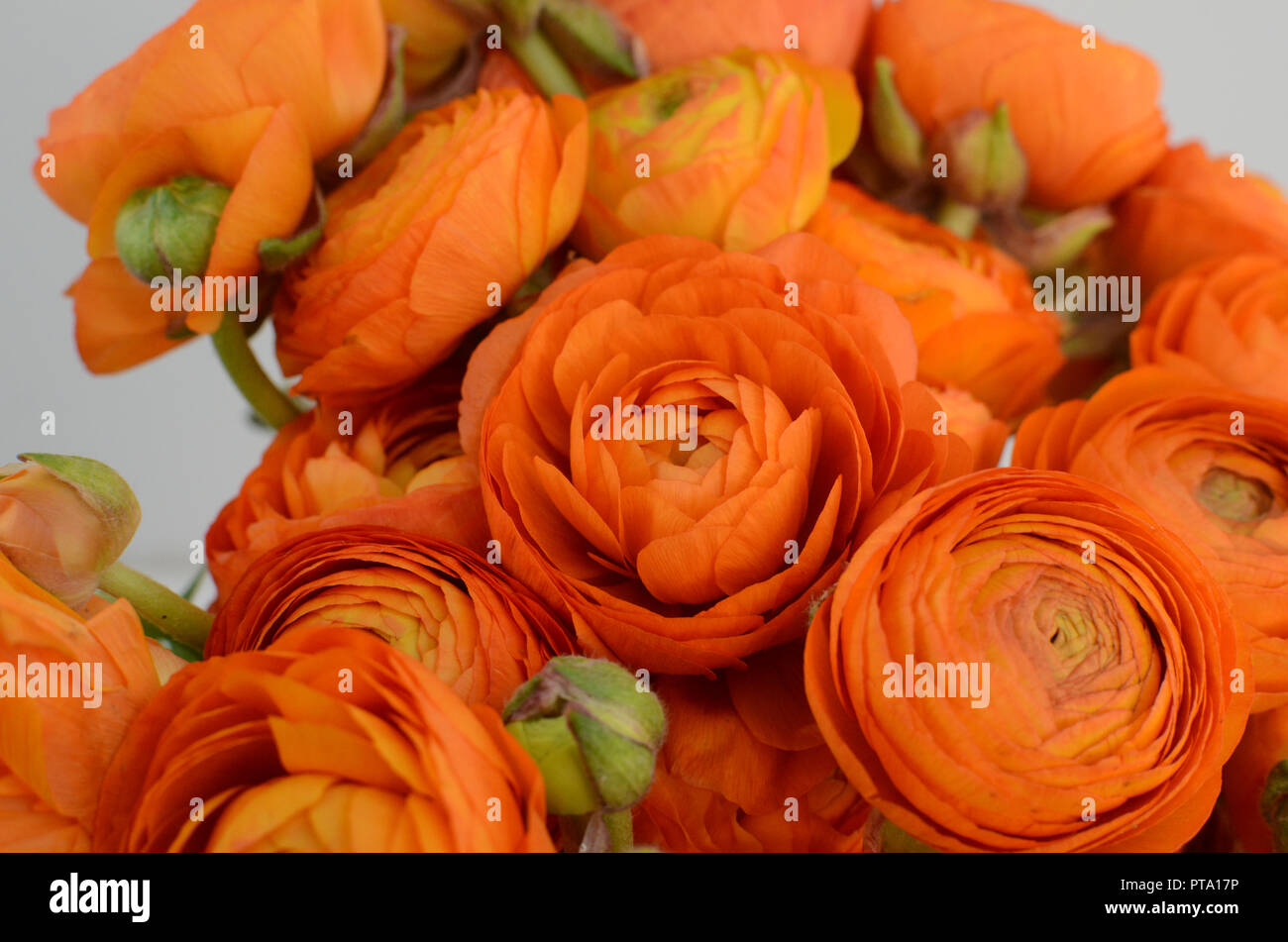 Orange ranunculus Banque de photographies et d'images à haute résolution -  Alamy