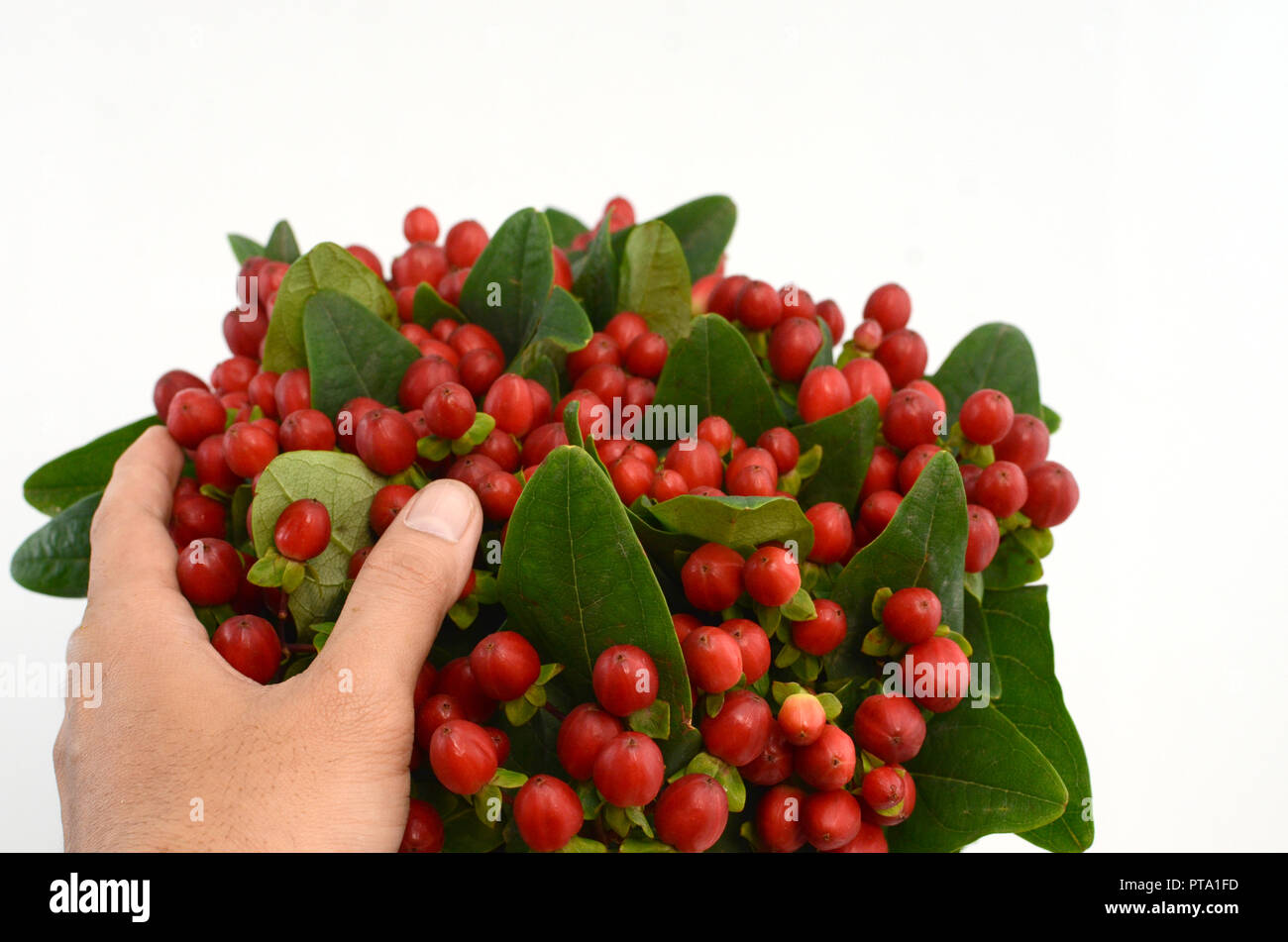 Hypericum Rouge Hypericum rouge Banque de photographies et d’images à haute résolution ...