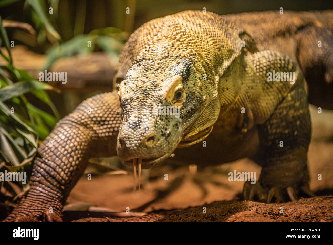Approche de dragon de Komodo (aussi connu comme un moniteur de Komodo) au Zoo d'Atlanta près du centre-ville d'Atlanta, Géorgie. (USA) Banque D'Images