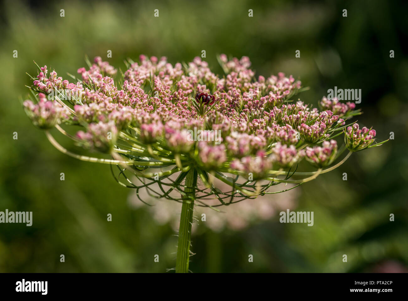 Usine de Ammi visnaga (toothpickweed) Banque D'Images