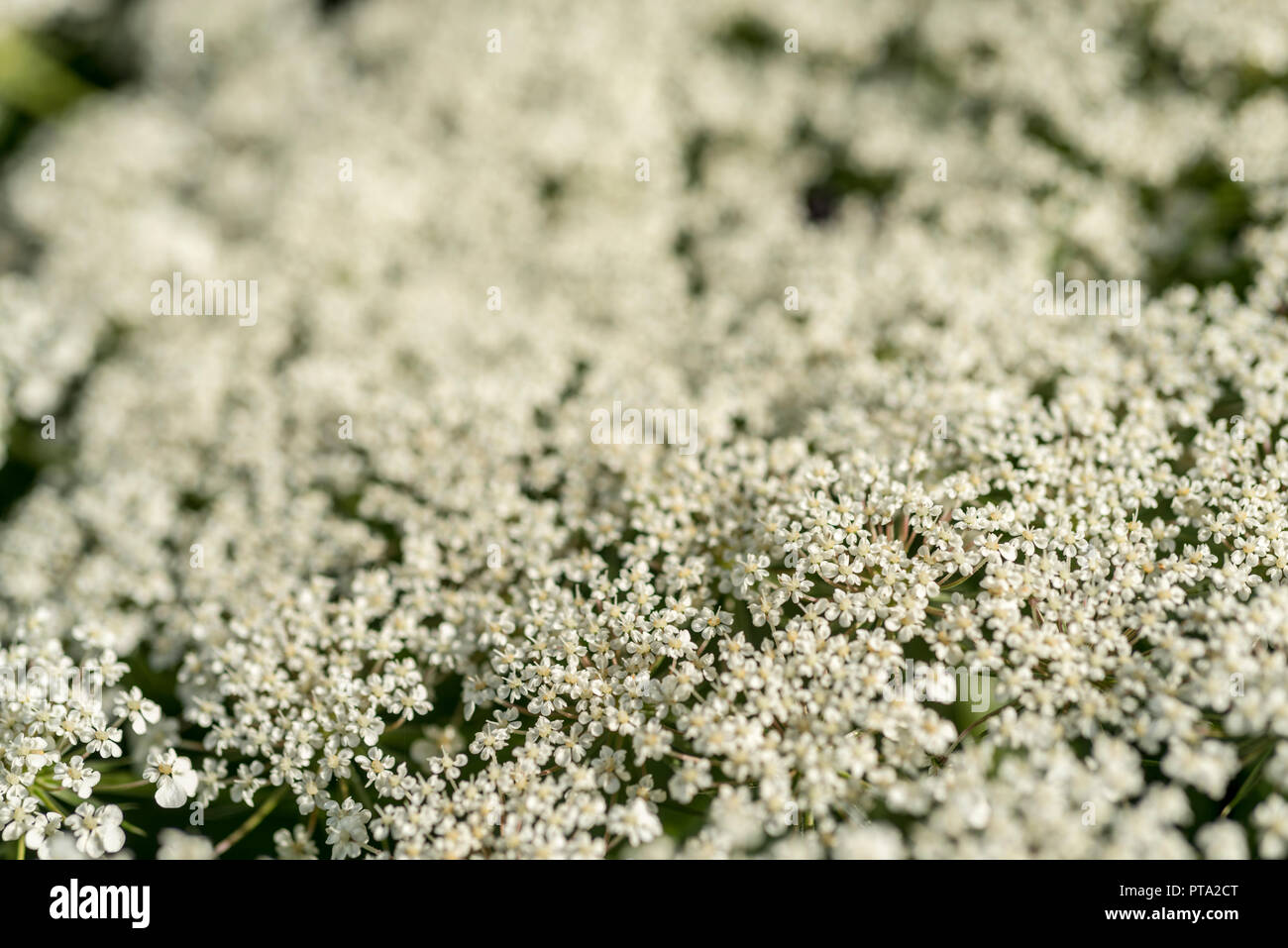 Usine de Ammi visnaga (toothpickweed) Banque D'Images