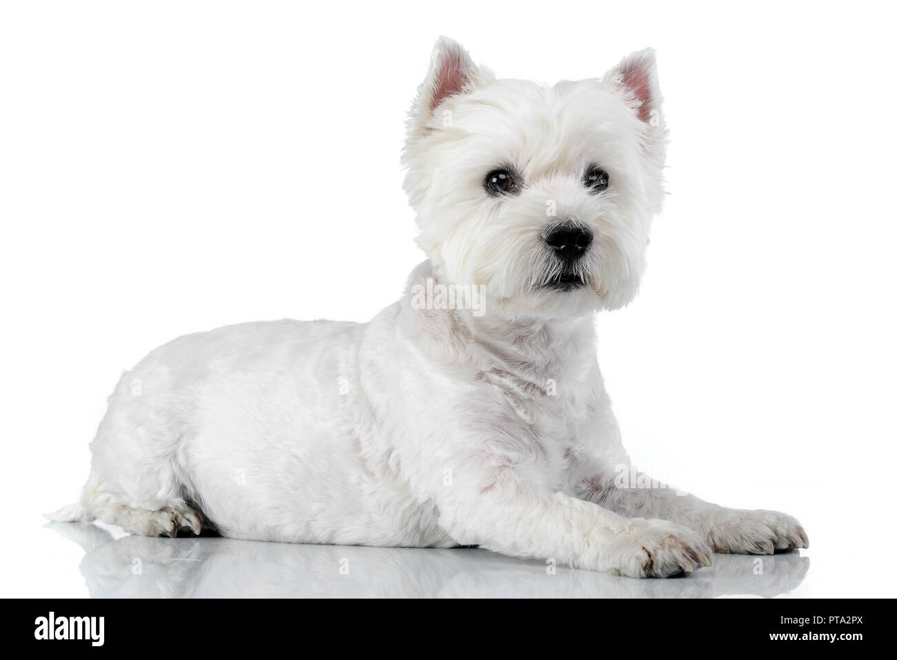 Portrait of a cute West Highland White Terrier couché sur fond blanc. Banque D'Images