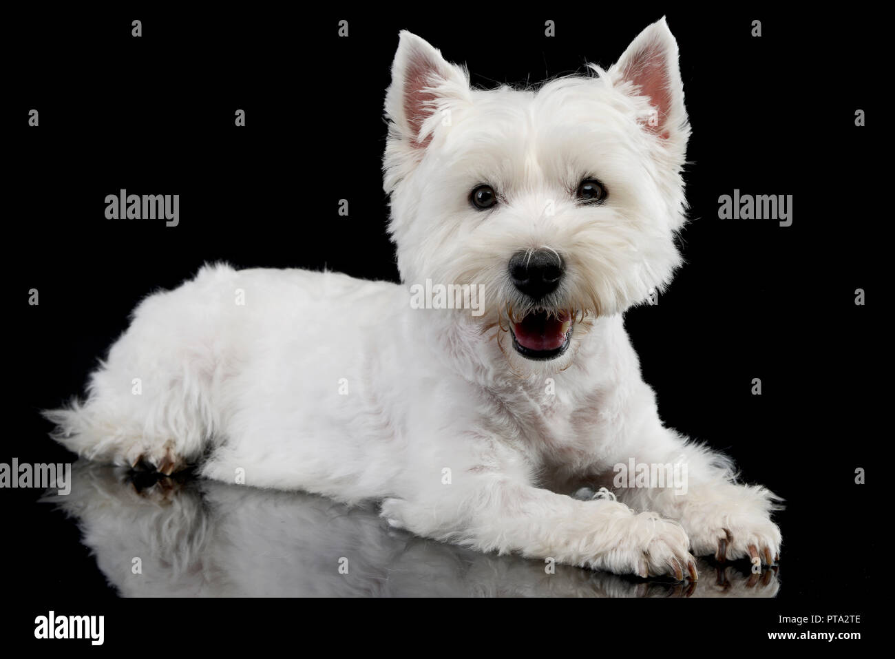 Portrait of a cute West Highland White Terrier couché sur fond noir. Banque D'Images