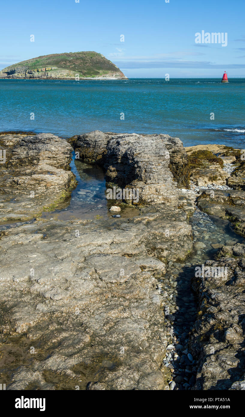 Macareux moine île au large de la Côte d'Anglesey à Penmon Banque D'Images