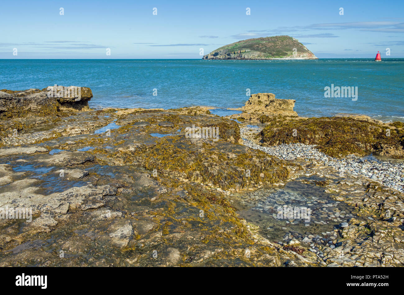 Macareux moine île au large de la côte d'Anglesey à Penmon Banque D'Images