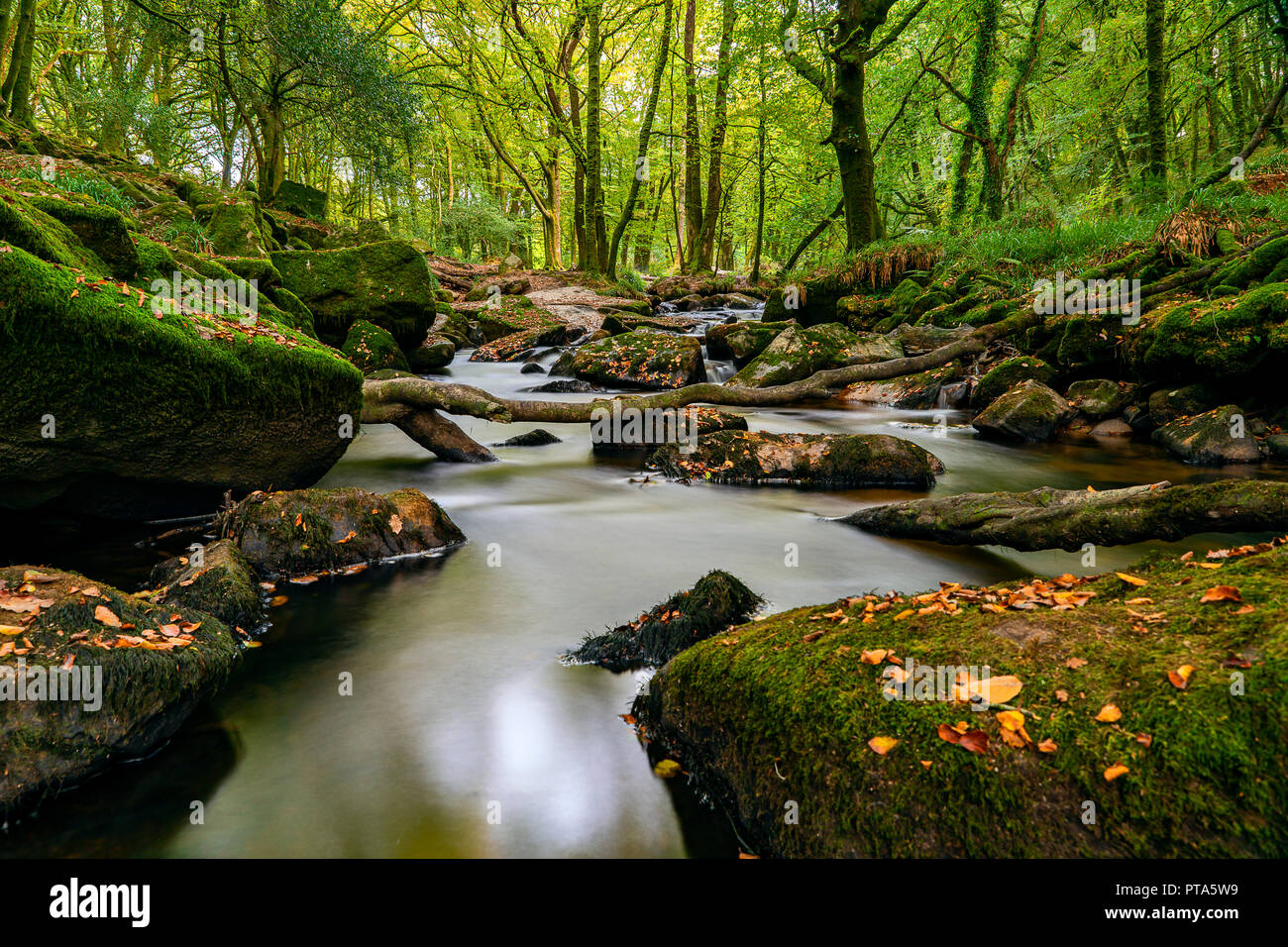 Golitha Falls, sont l'un des plus beaux bois, à Cornwall, ici le autmnal couleurs et couverts de mousse boulder font un parfait exemple de la Cornish Banque D'Images