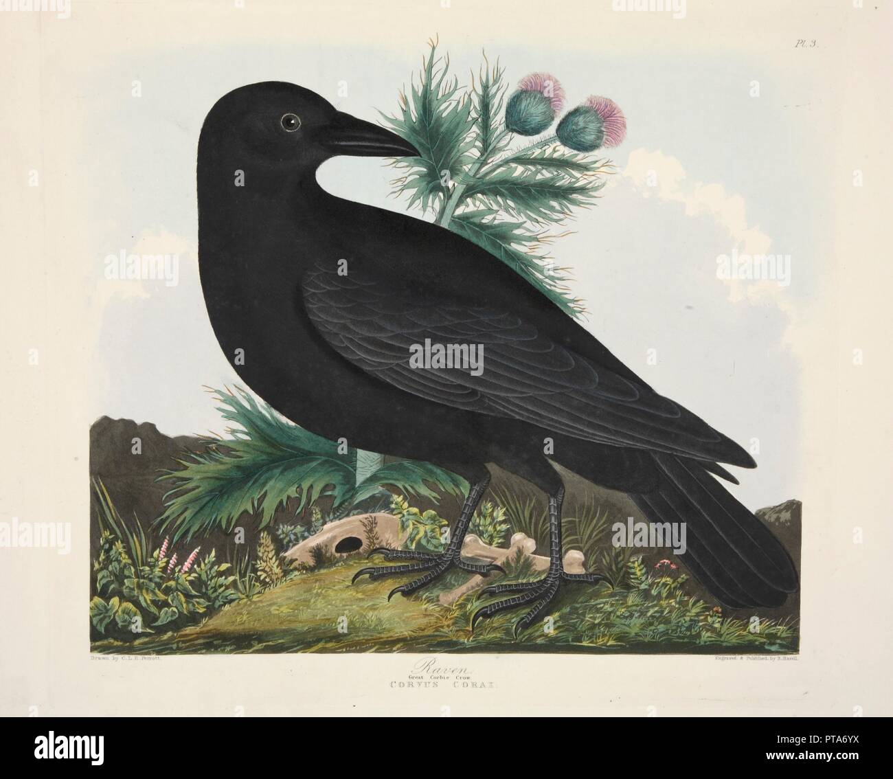 Grand corbeau, Corvus Corai, pub. ( 1835) gravure colorée à la main . Organisateur : Charlotte Lousia Emily Perrott (c.1790 - 1836) après. Banque D'Images
