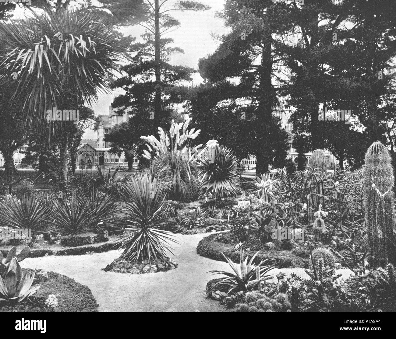 Jardin de l'Arizona, Monterey, Californie, États-Unis d'Amérique, c1900. Créateur : Inconnu. Banque D'Images