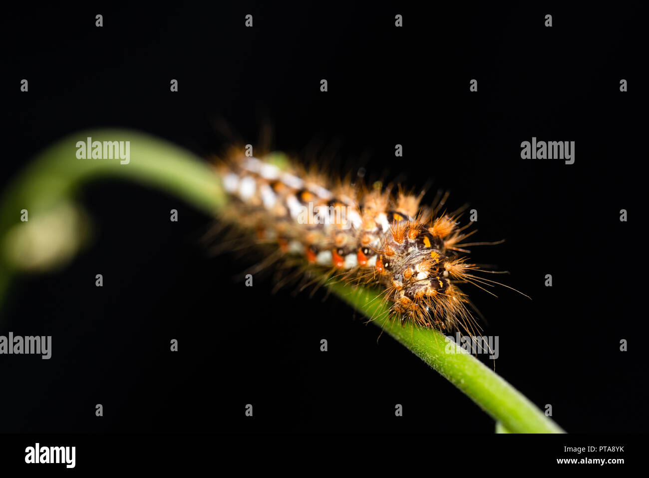 Avec une belle photo horizontale caterpillar poilu. Insecte est placé sur la tige verte. Fond est noir. Bug a les cheveux longs et avec points de couleur noir, blanc Banque D'Images