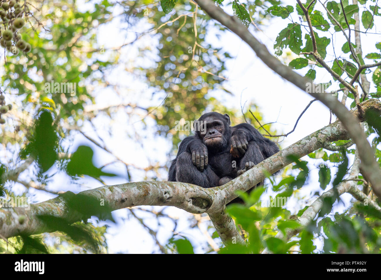 Le chimpanzé commun, Pan troglodytes, Foret Naturelle Cyamudongo, Nyakabuye, Rwanda, le 16 juillet 2018. (CTK Photo/Ondrej Zaruba) Banque D'Images