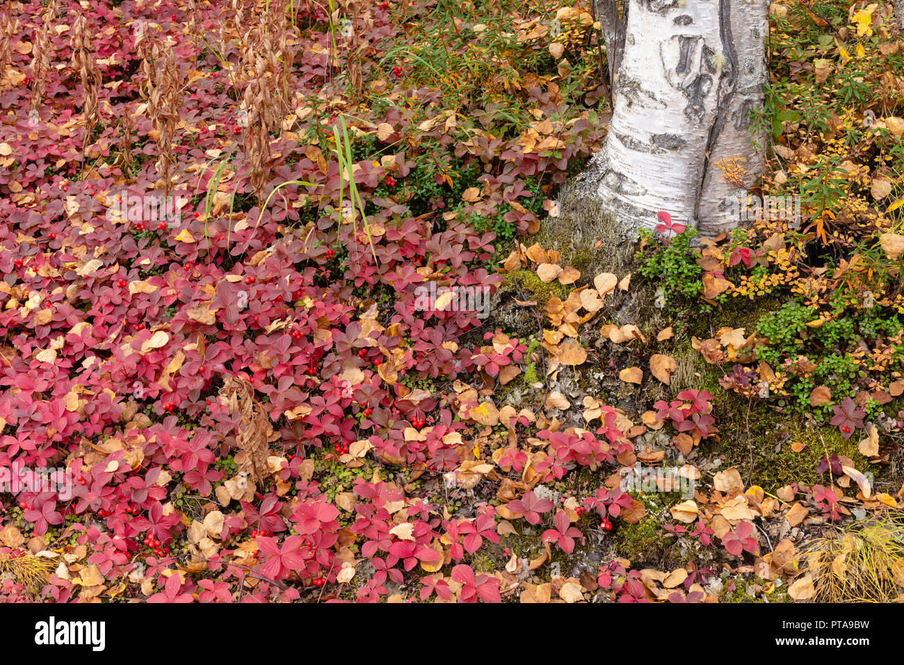 Cornouiller nain et Low-Bush Cranberry entourent un tronc de bouleau à la fin de l'automne dans le sud de l'Alaska. Banque D'Images