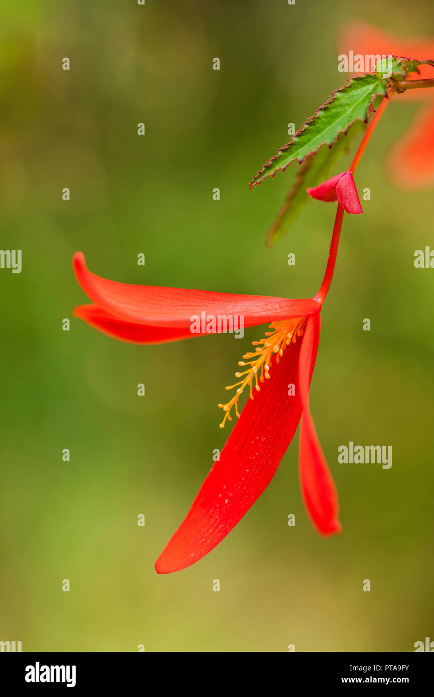 Begonia culture des fleurs dans le jardin dans le sud de l'Alaska. Banque D'Images