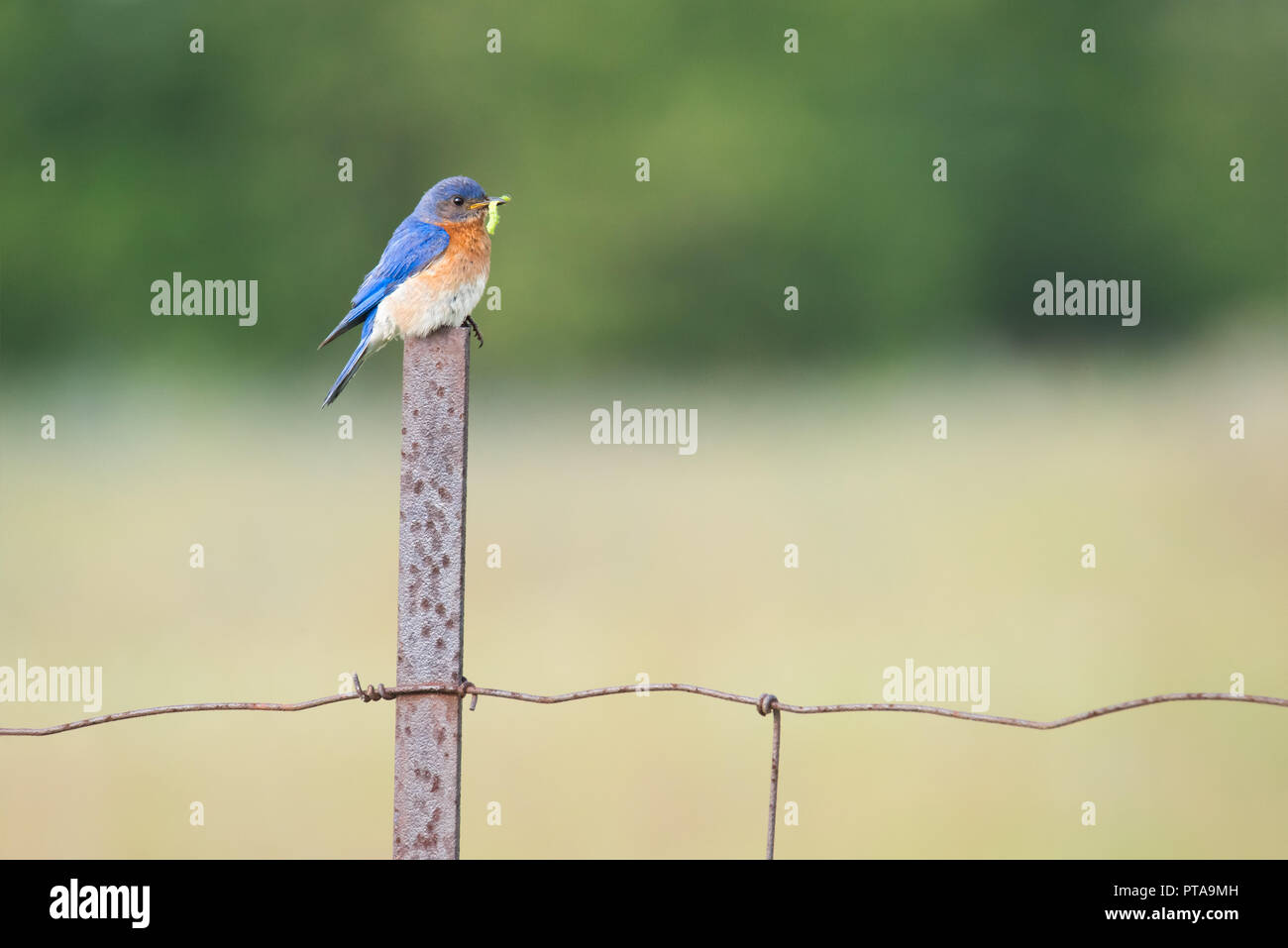 Un Merlebleu de l'Est (Sialia sialis) perché sur un fencepost avec une chenille de l'Alvar Carden Parc Provincial. Banque D'Images