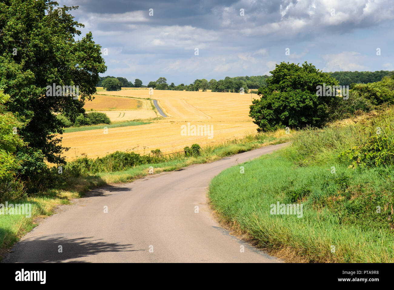 Un étroit chemin de campagne serpente à travers les champs de blé et les pâturages près de Braughing dans East Hertfordshire. Banque D'Images