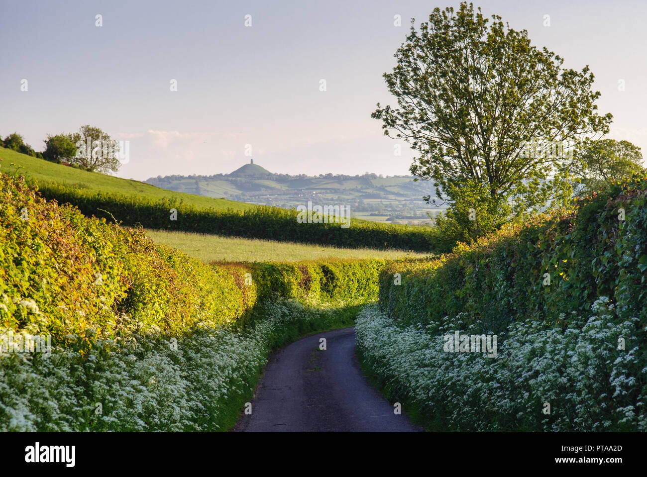 Une allée bordée de fleurs de printemps point mène à la Somerset Levels, avec Tor de Glastonbury au-delà. Banque D'Images