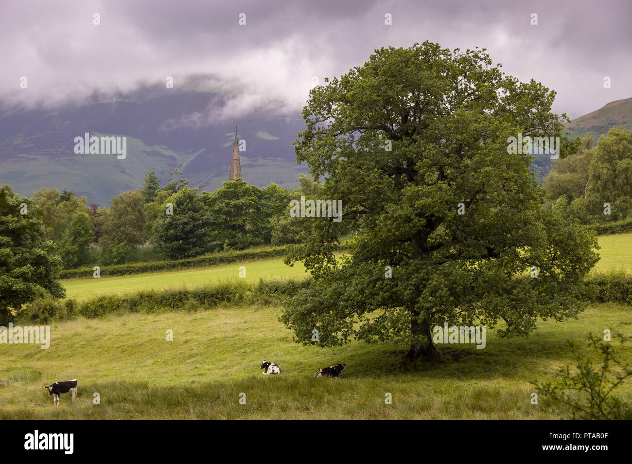 Les vaches se trouvent sous un chêne avec la flèche de l'église paroissiale de Keswick et derrière la montagne Skiddaw en Angleterre du Lake District. Banque D'Images