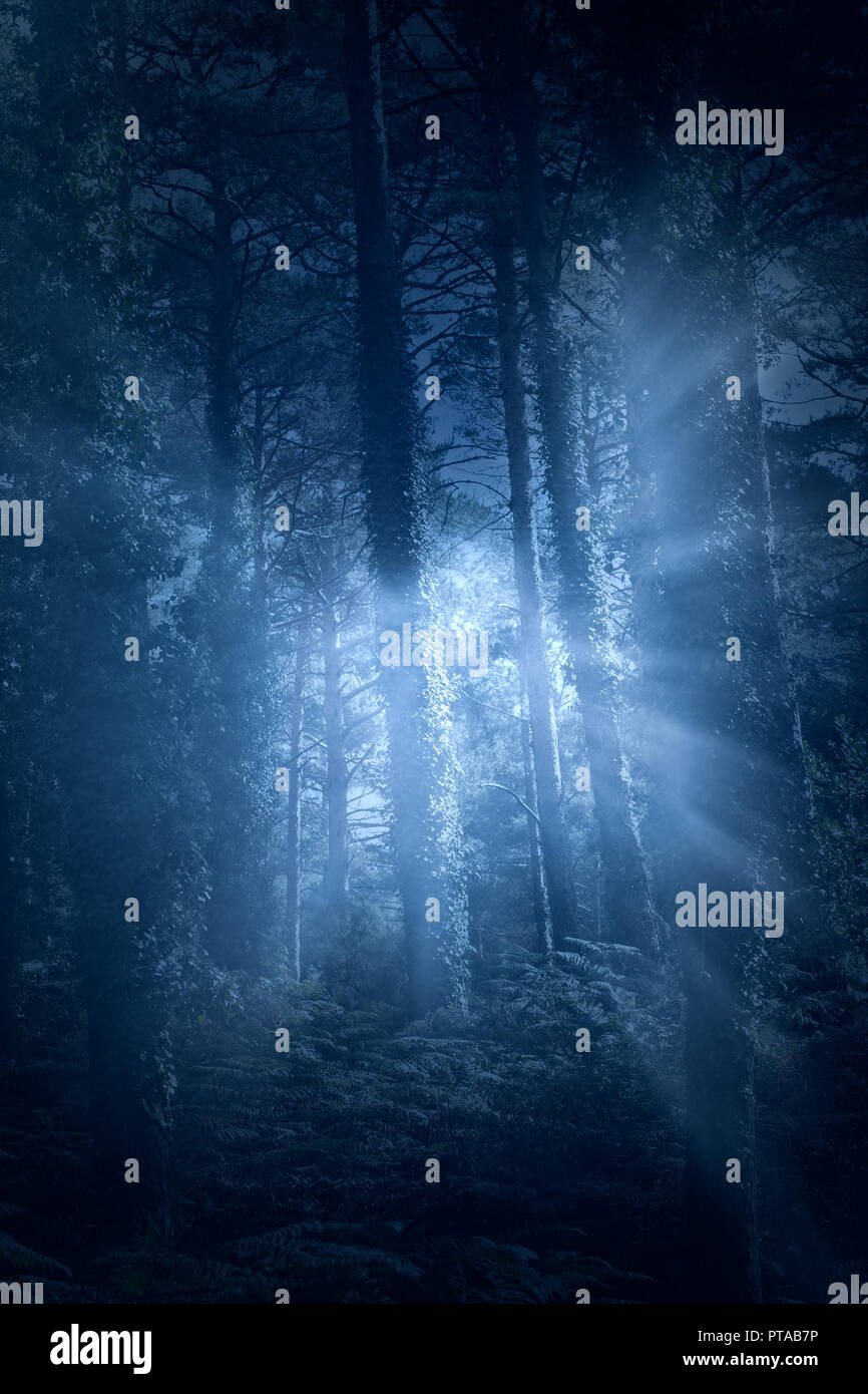 Européen des forêts mystérieuses avec les rayons de lumière ( utilisé des filtres analogiques et numériques) Banque D'Images