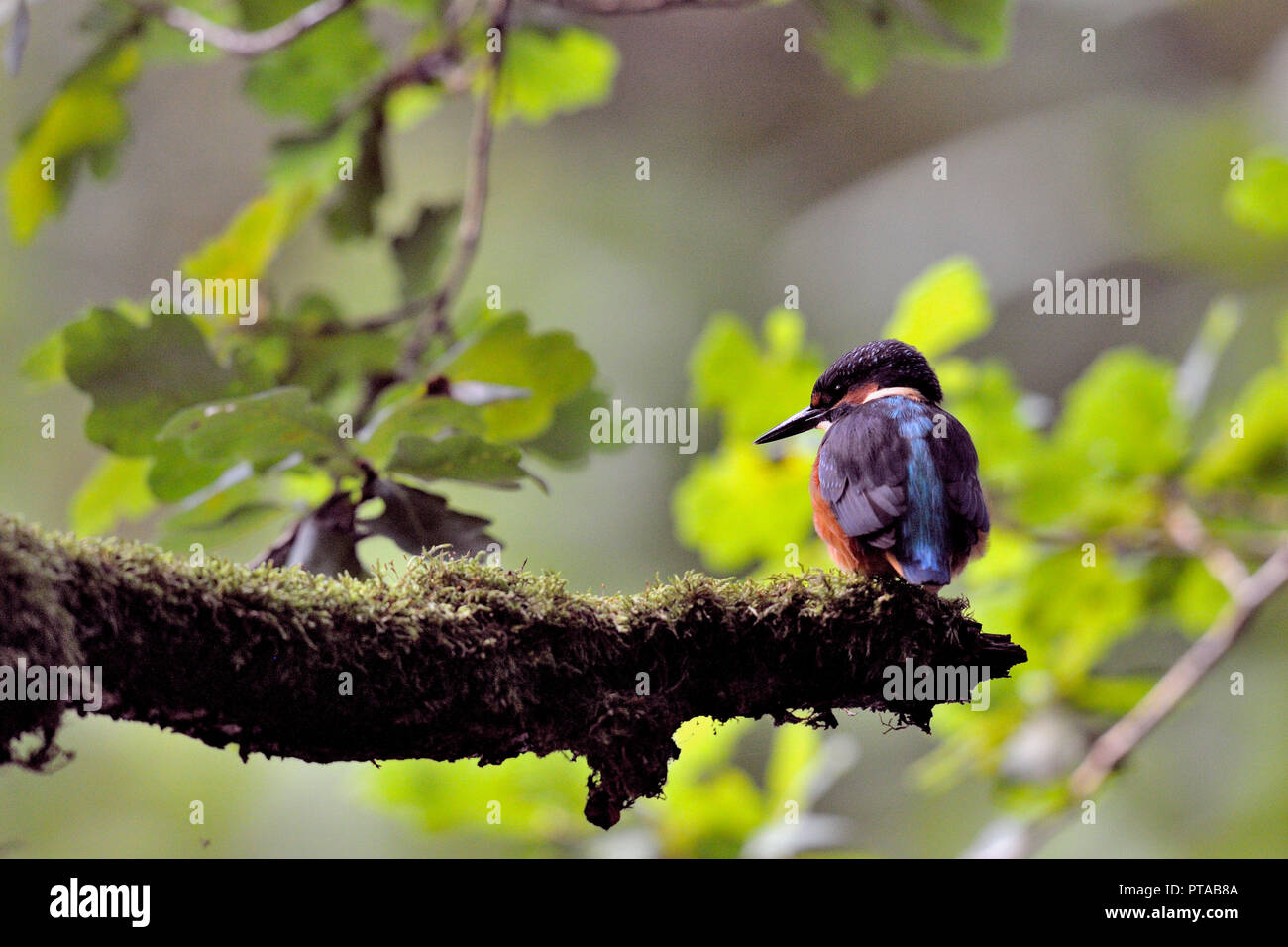Un martin-pêcheur est assis sur une branche (Allemagne). Ein Optimize sitzt auf einem Ast (Deutschland). Banque D'Images
