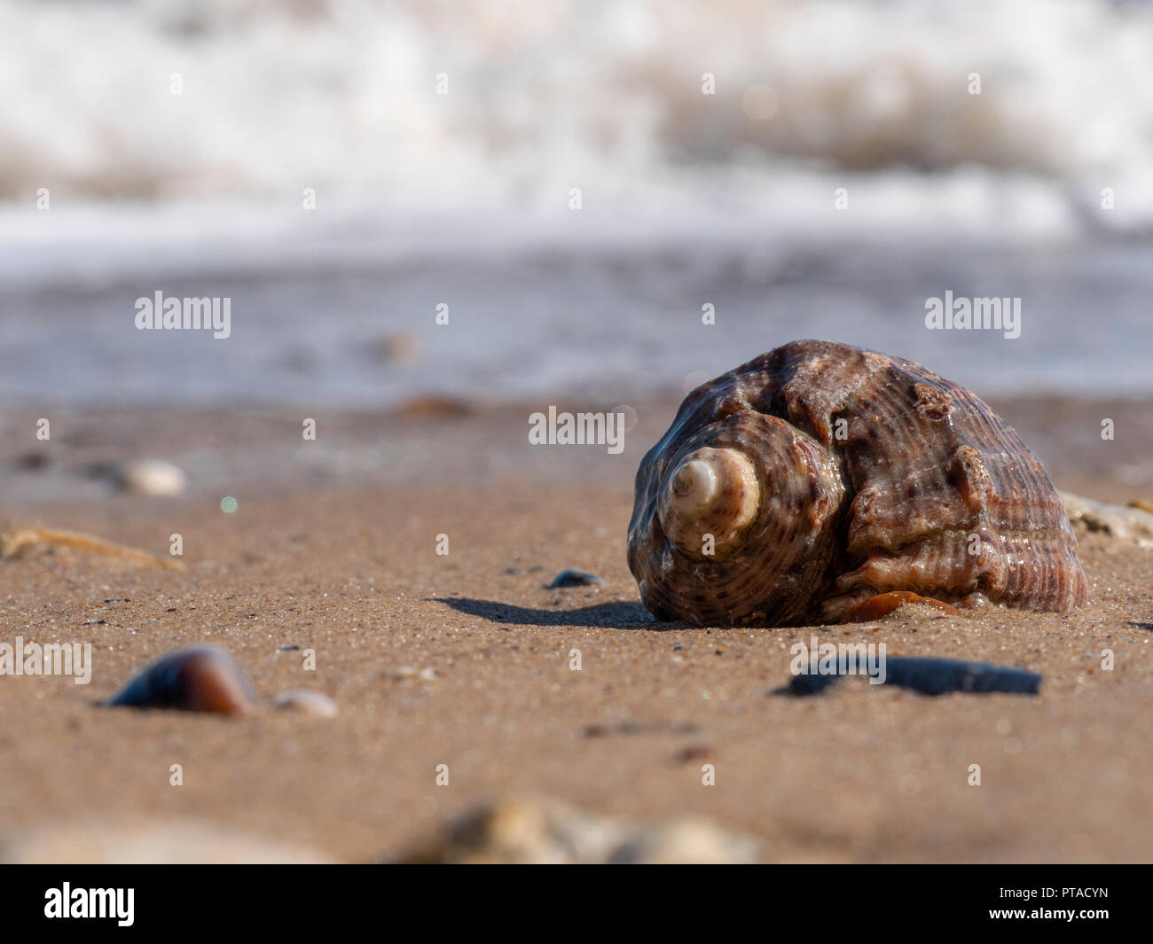 Un gros plan d'une coquille vide de mollusque rapana dans les vagues sur une plage de sable fin Banque D'Images