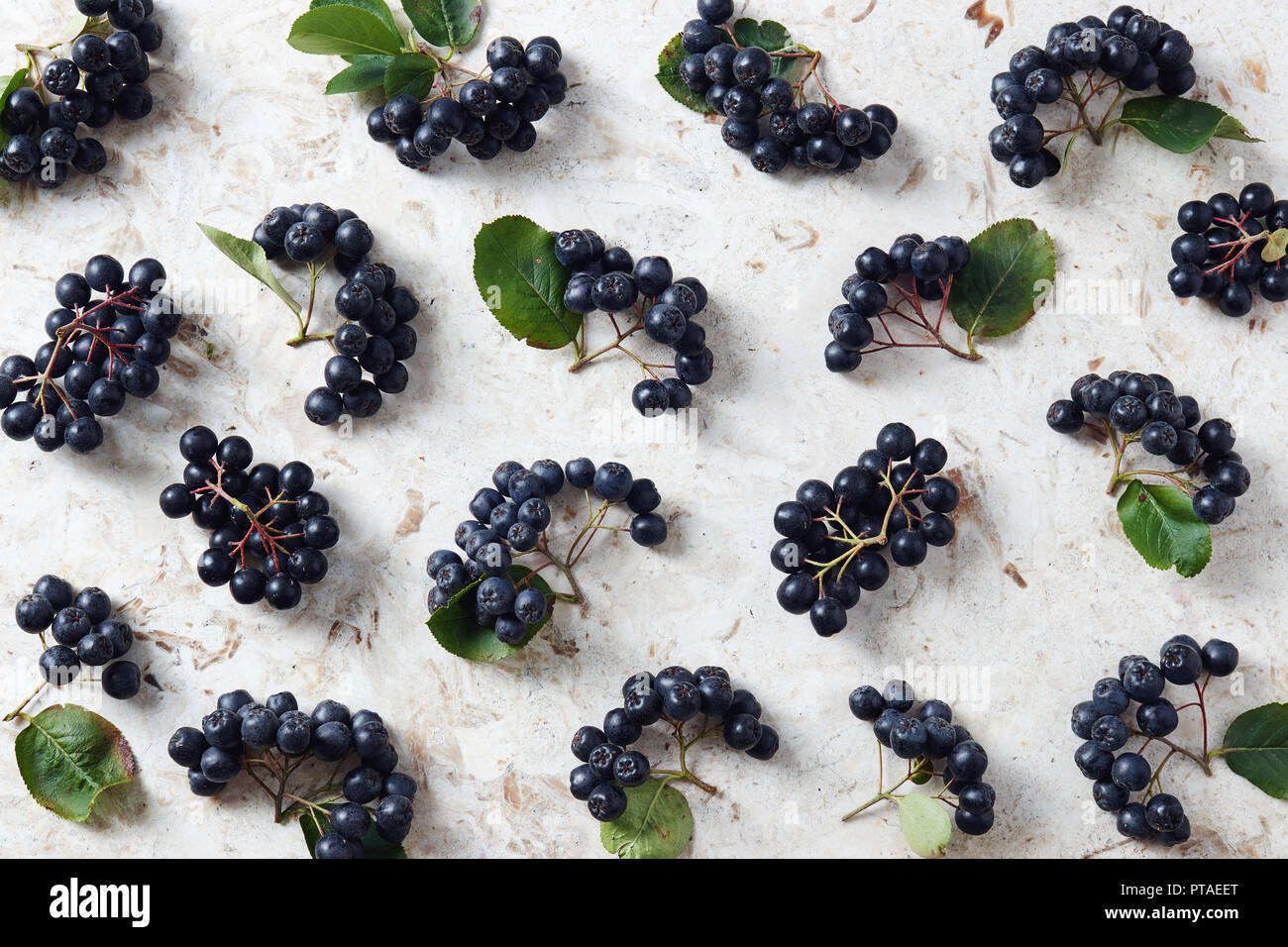 Aronia, communément connu sous le nom de l'aronie, avec des feuilles. Les fruits fraîchement cueillis aronia sur la table. Banque D'Images
