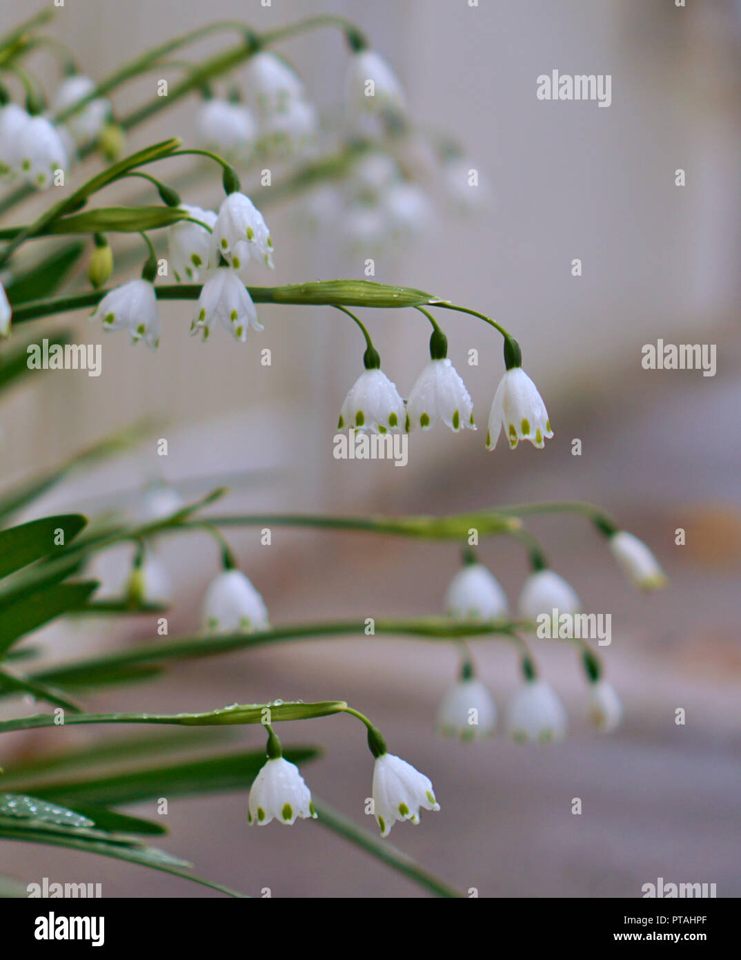 Vue rapprochée de flocons de neige fleur Banque D'Images