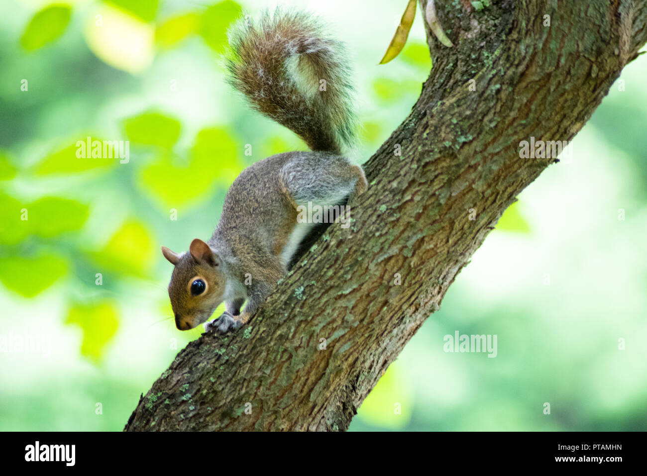 Un écureuil gris dans un arbre - lishui Banque D'Images