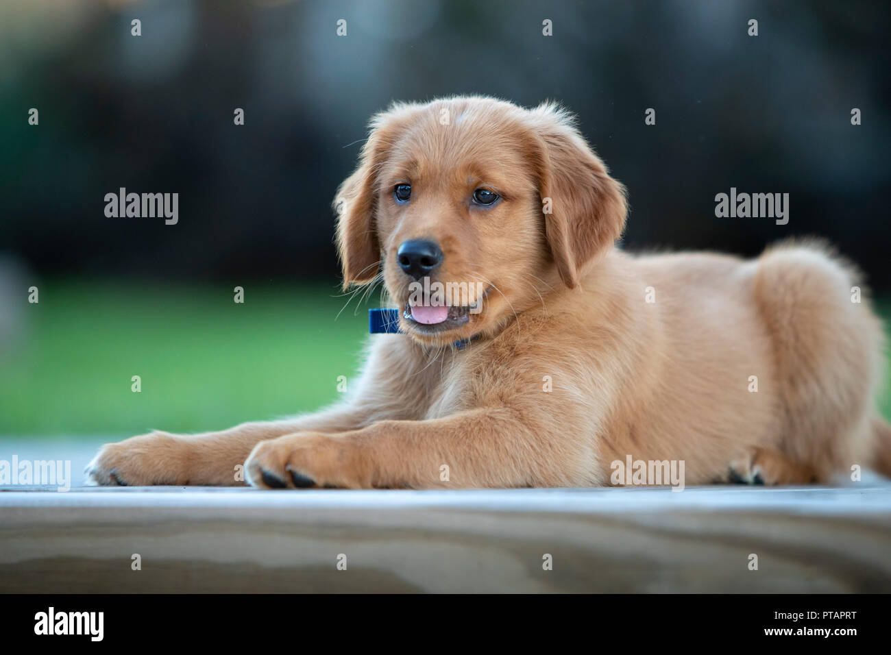 Un heureux chiot golden retriever portant sur un pont. Banque D'Images