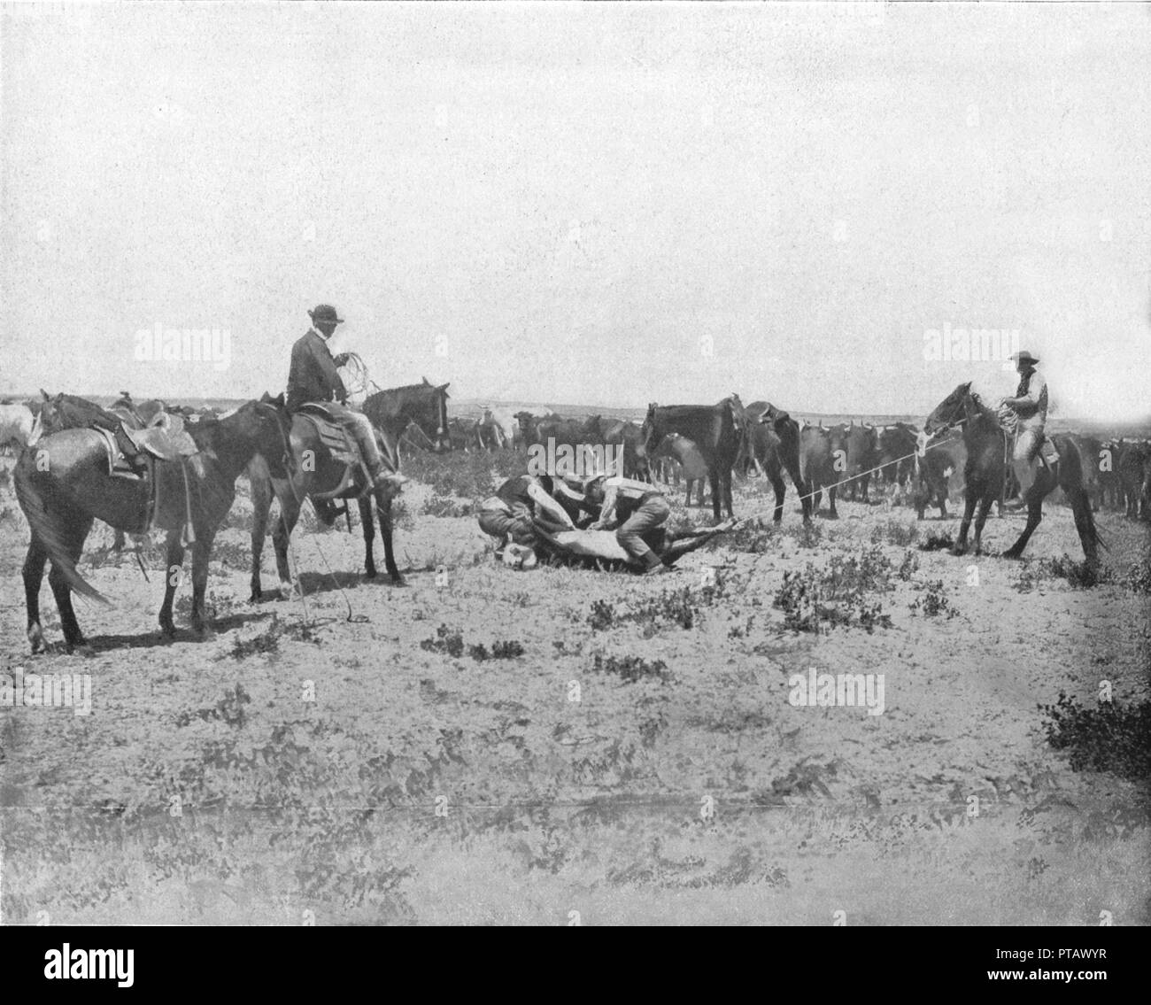 Inspection d'une marque sur les Prairies, USA, c1900. Créateur : Inconnu. Banque D'Images