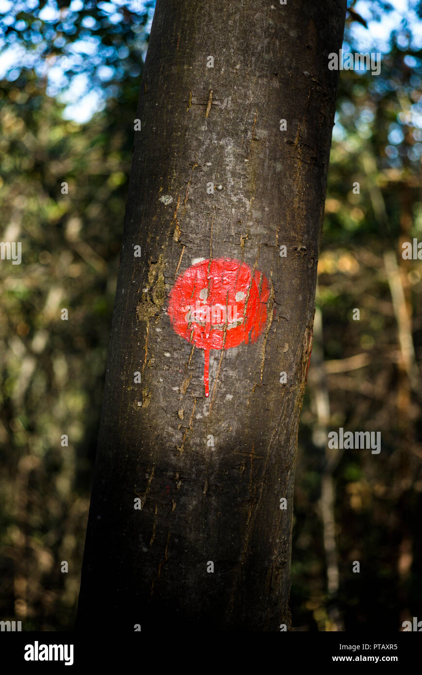 Smiley on tree Banque D'Images