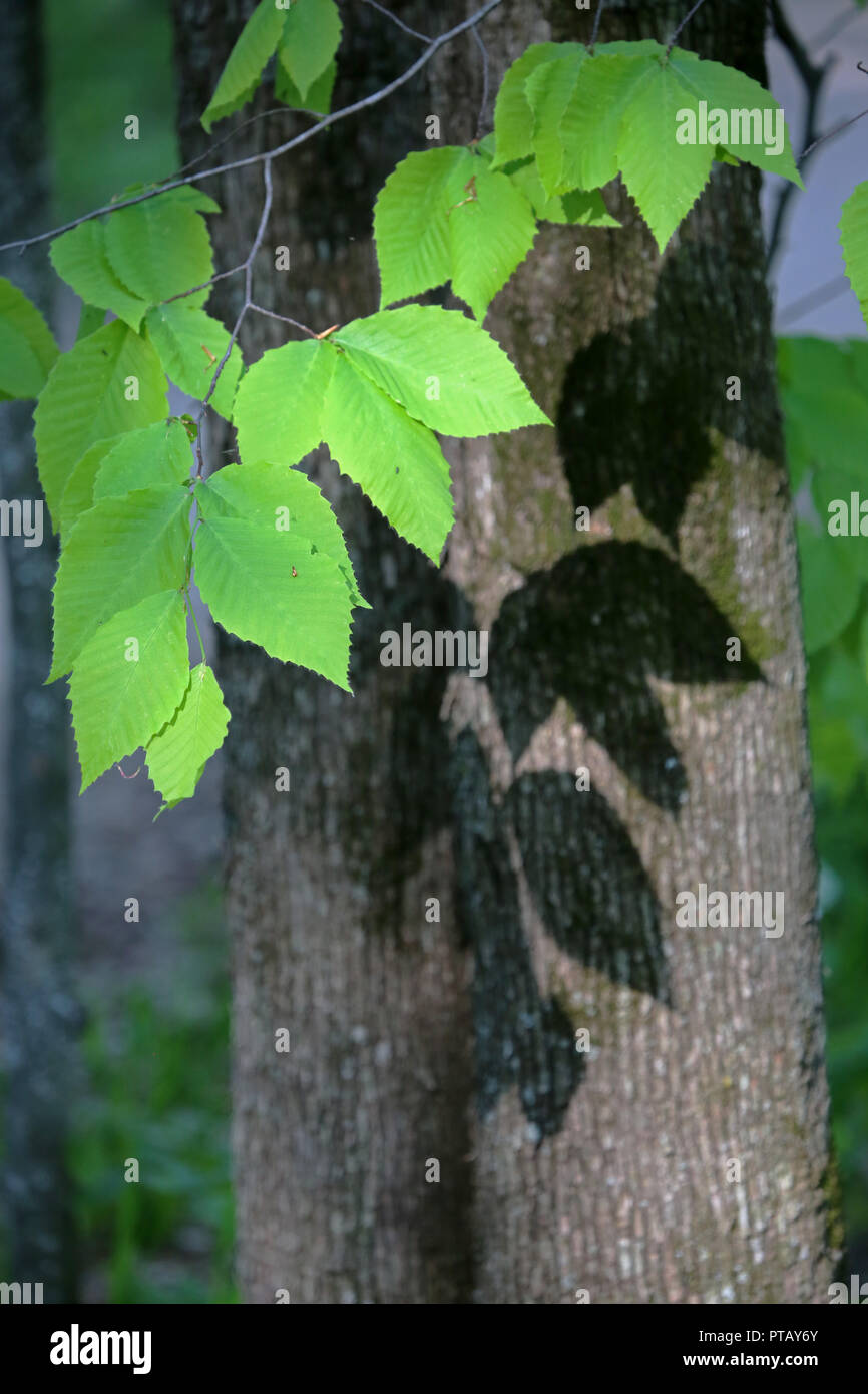 troncs d’arbres Banque D'Images