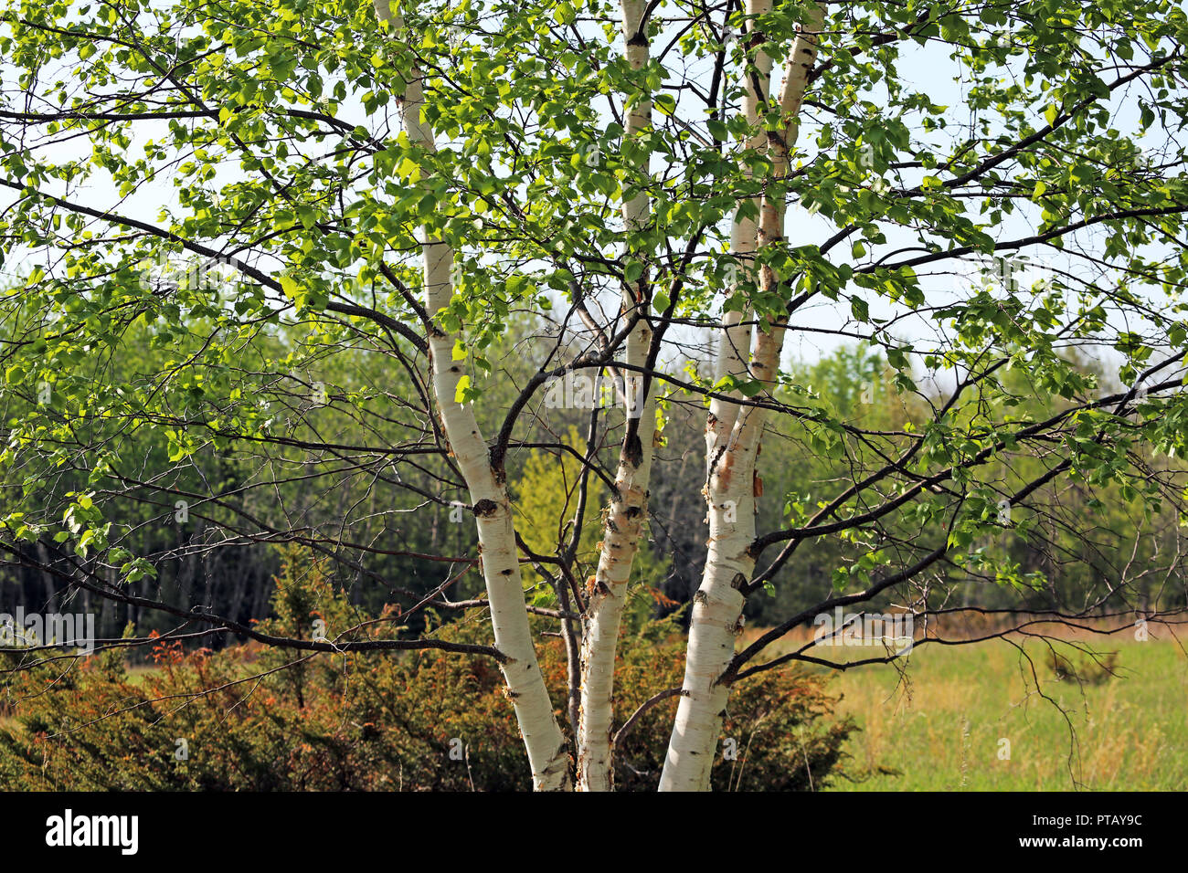 Les branches d'arbres de bouleau à feuilles ensoleillées avec en arrière-plan Banque D'Images