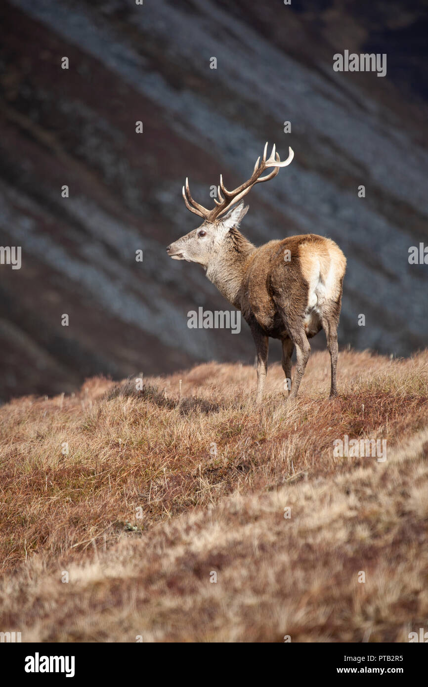 Red Deer stag Cervus elaphus avec de grands bois dans les Highlands écossais sur un sombre et humide journée d'hiver Banque D'Images