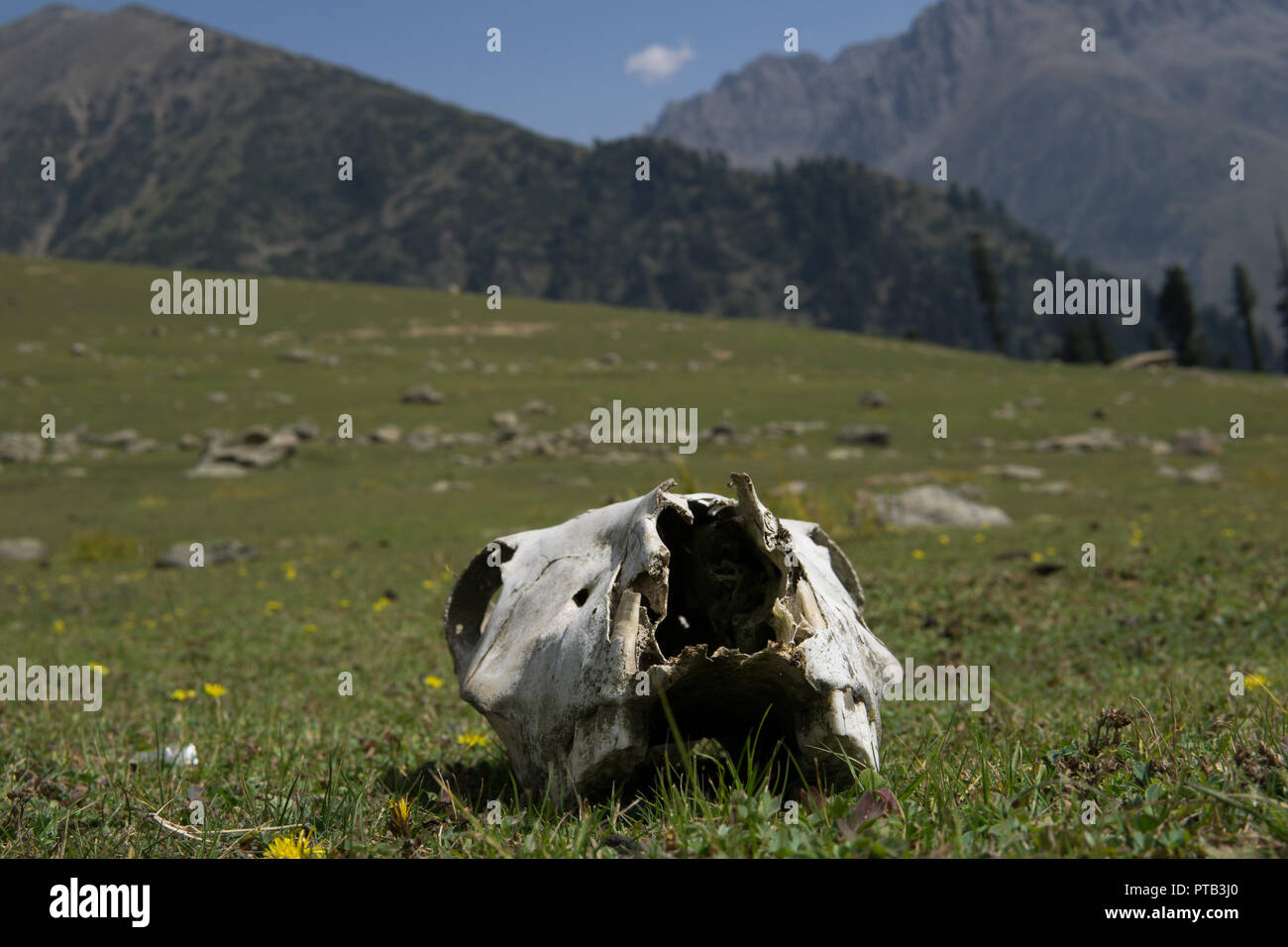 Crâne animal dans l'Himalaya indien Banque D'Images