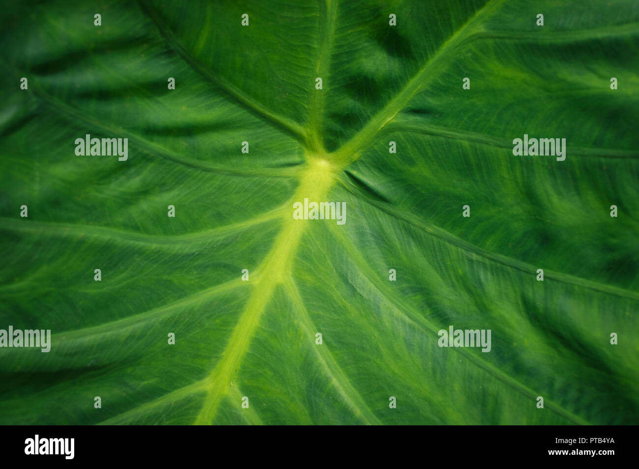 Gros plan des feuilles des plantes énormes, feuilles de plantes tropicales - macro Banque D'Images