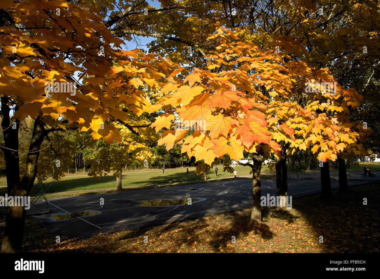 Beau jaune et orange l'automne feuilles d'érable sur le soleil, paysage, automne arrière-plan flou et parc avec des enfants jouant Banque D'Images
