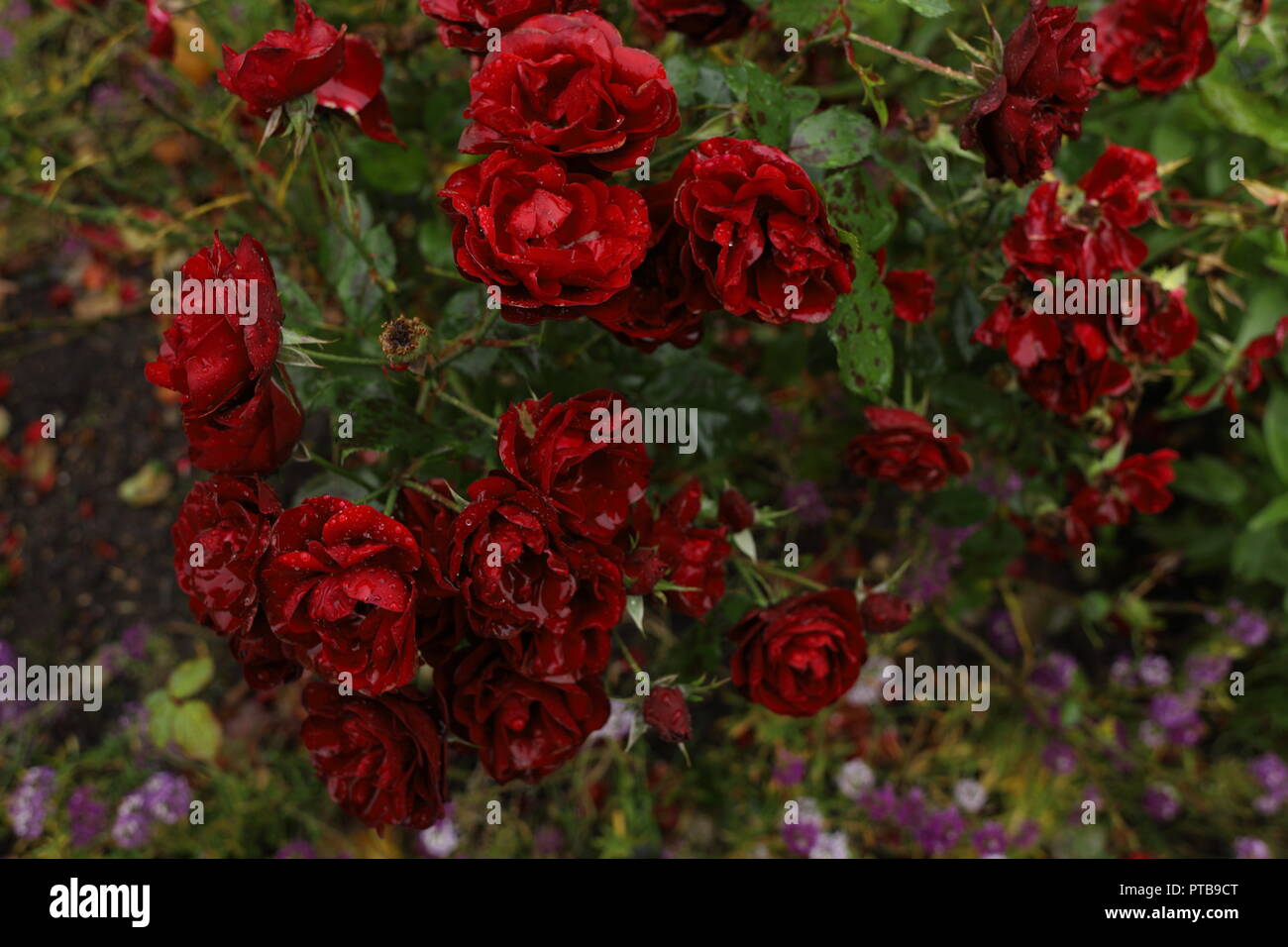 Close up de belles roses rouges sang dans le jardin sous la pluie. Les flux de l'eau les pétales. Gouttes de pluie comme des cristaux. L'humeur romantique. Banque D'Images