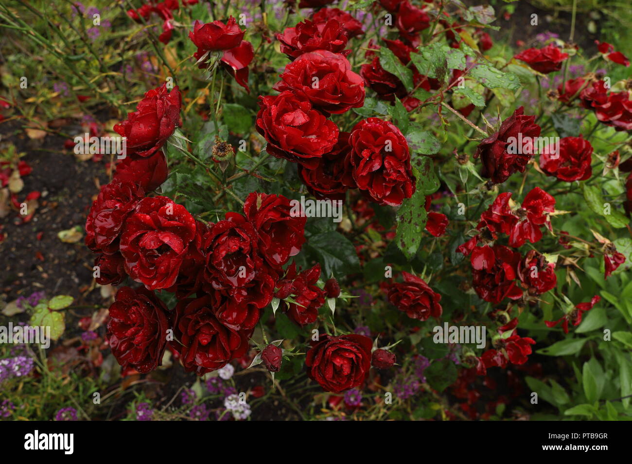 De belles roses rouges sang dans le jardin sous la pluie. Les flux de l'eau les pétales. Gouttes de pluie comme des cristaux. Jour de pluie. La floraison et faner. Banque D'Images
