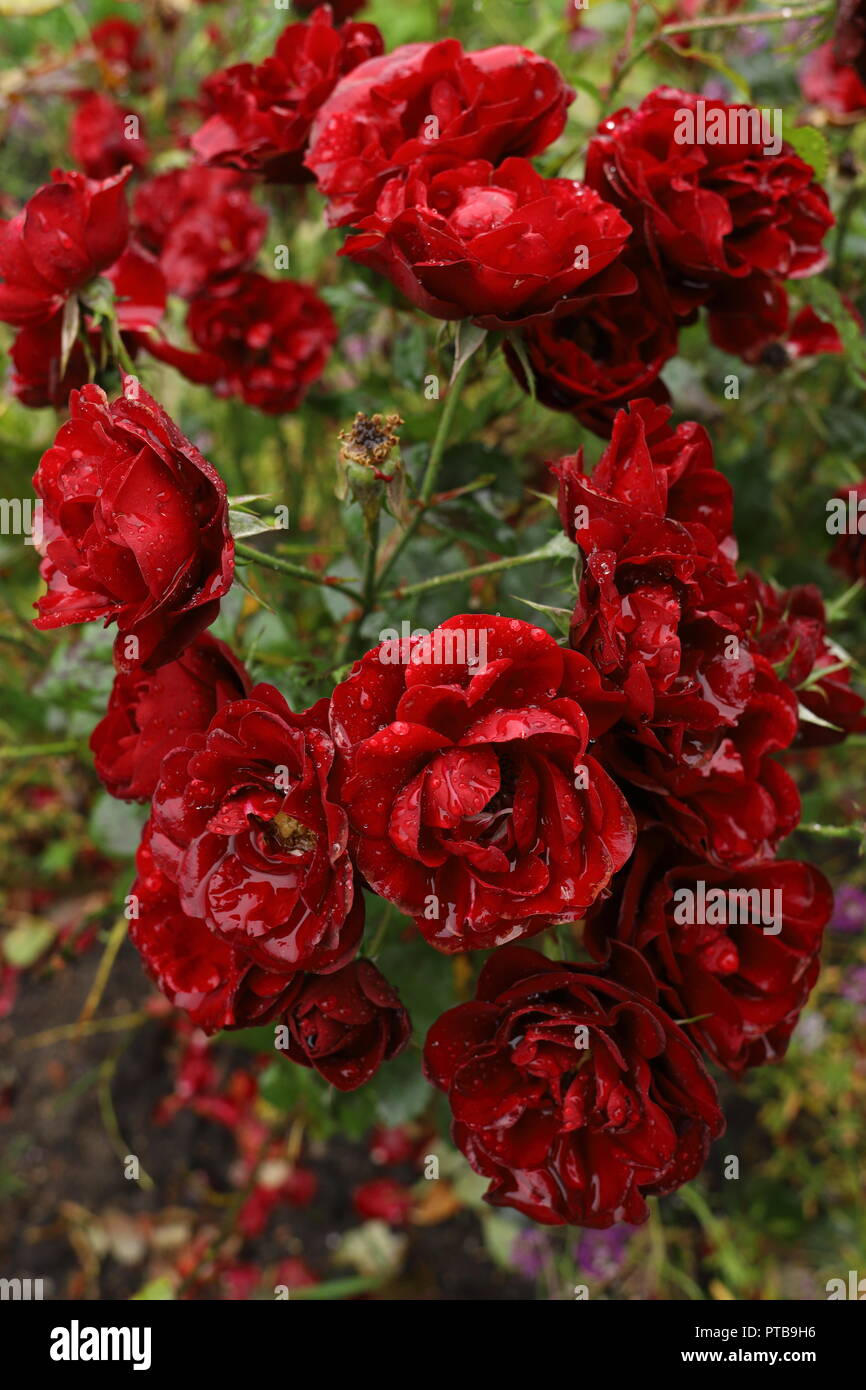 Close up de belles roses rouges sang dans le jardin sous la pluie. Les flux de l'eau les pétales. Gouttes de pluie comme des cristaux. Banque D'Images
