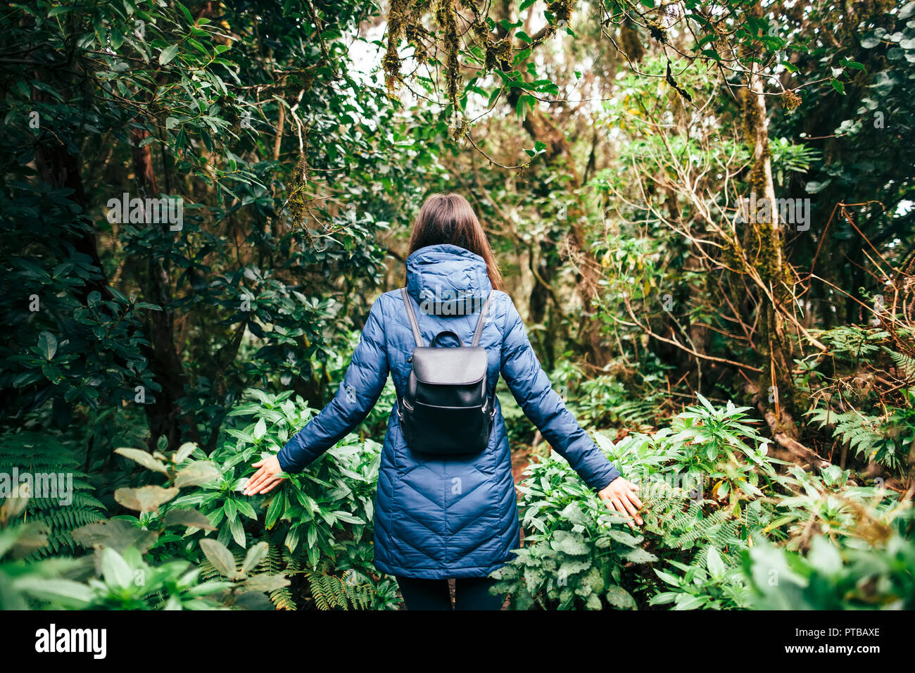 Vue arrière de traveler femme marche en forêt. Concept de voyage. Pays d'Anaga Park, Réserve de biosphère, forêt laurifère, Tenerife, Îles Canaries Banque D'Images