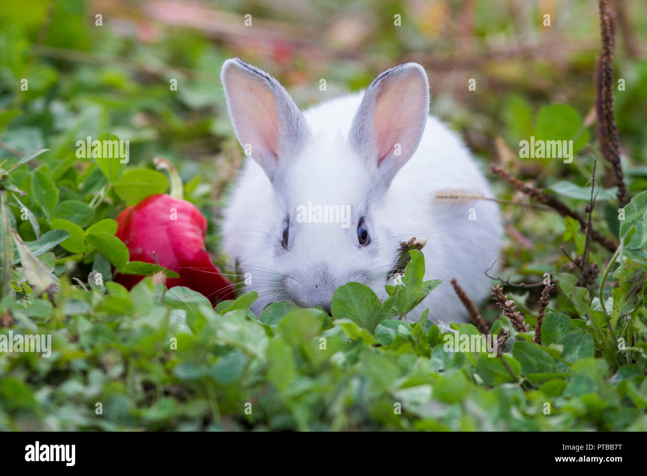Mignon Bebe Lapins Dans La Nature Photo Stock Alamy Mignon Bebe Lapins Dans La Nature Photo Stock Alamy