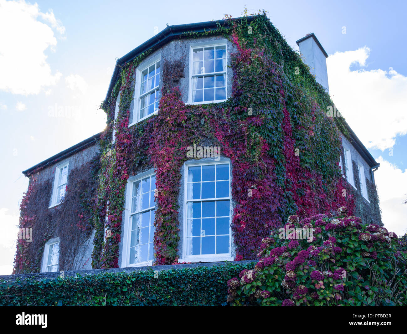 Virginia creeper Parthenocissus quinquefolia passe au rouge en automne couleur ou couleur de grimper un mur de la maison. Banque D'Images