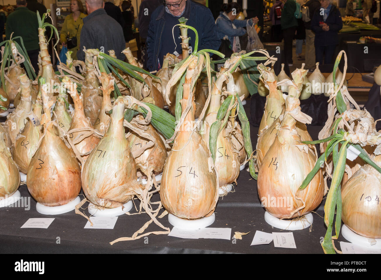 L'oignon plus class Banque D'Images