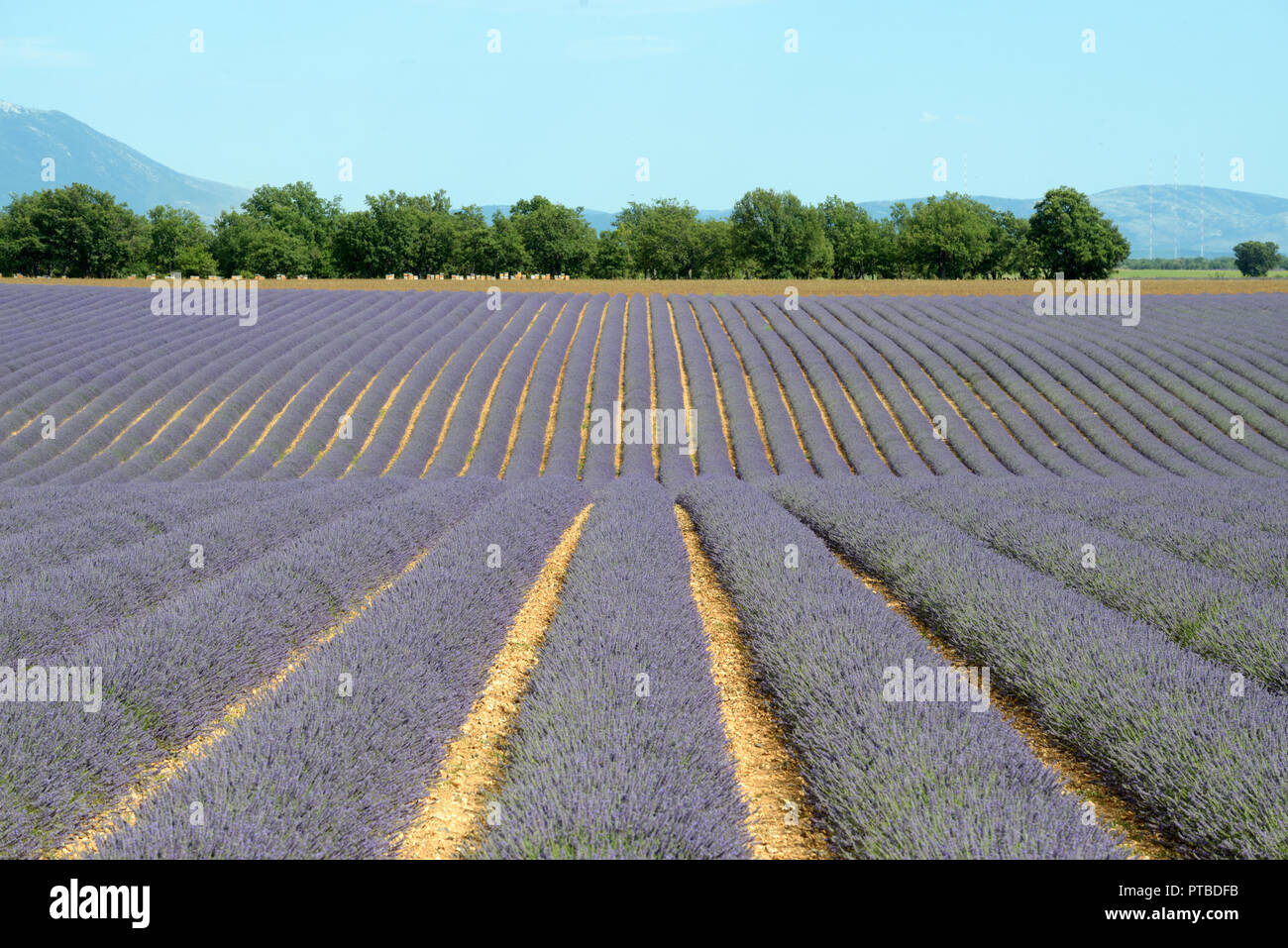 Rangées de lavande et de champs de lavande sur le Plateau de Valensole Alpes de Haute Provence France Banque D'Images