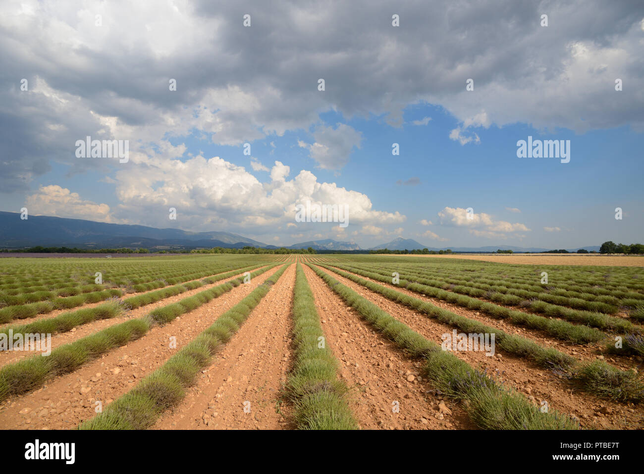 A récemment réduit champ de lavande sur le Plateau de Valensole Alpes de Haute Provence Provence France Banque D'Images