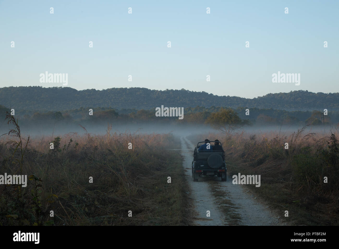 Wildlife Safari - Parc national de Corbett (Inde) Banque D'Images