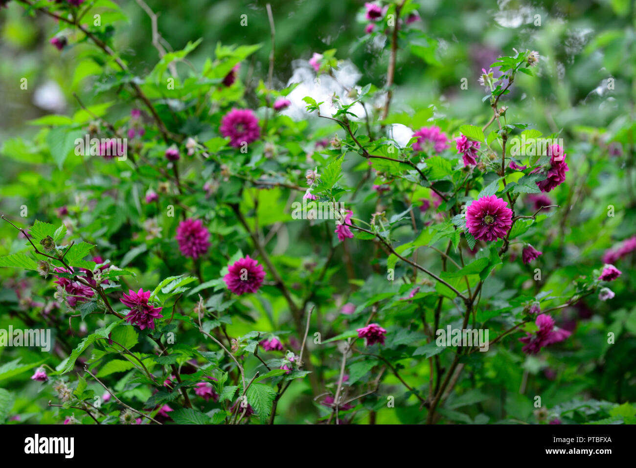 Rubus spectabilis flore pleno,double olympique,ronce remarquable, violet-rose fleurs,fleurs,fleurs,arbustes,formation,fourrés arbustifs,printemps,fleurs,fleurs,,bleu ... Banque D'Images