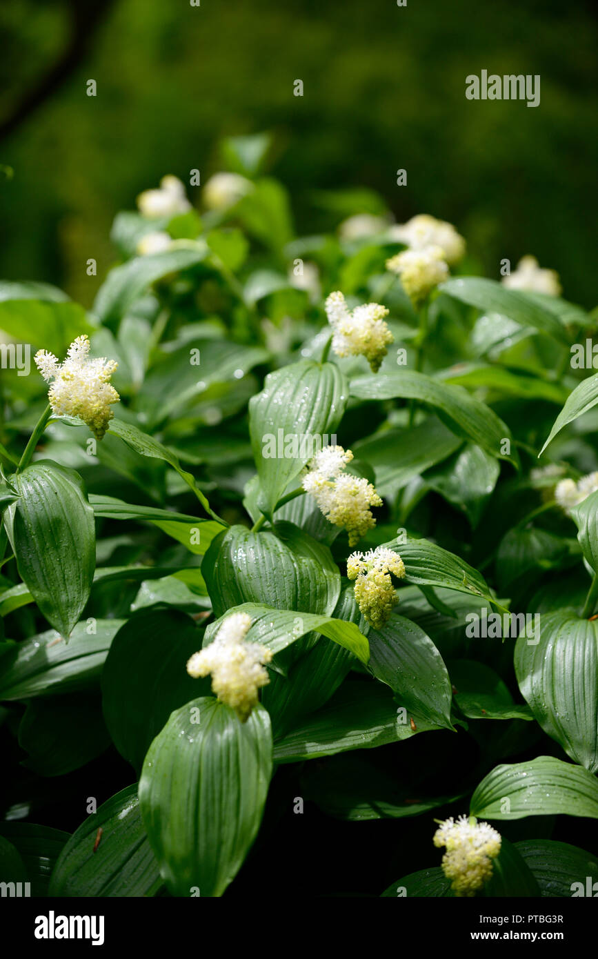 Maianthemum racemosum,American spikenard, faux nard, blanc, fleurs,racèmes simples, panicules, bois, bois, ombre, Ombre, ombre, jardin, Fleurs RM Banque D'Images