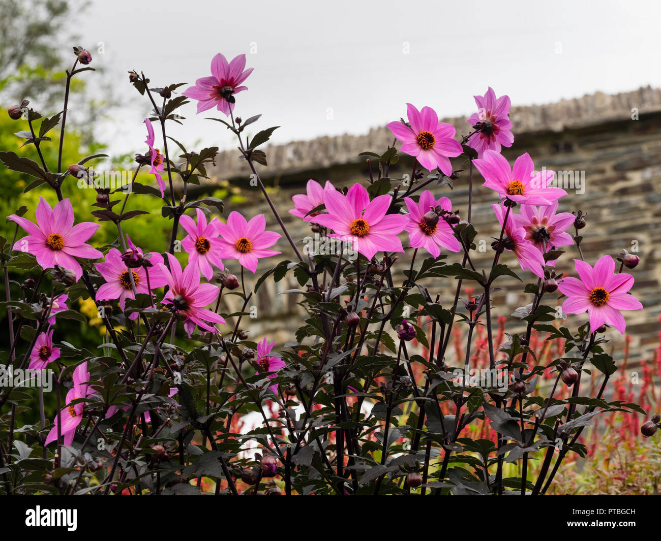 Centré jaune, magenta riche fleurs des feuilles sombres de la moitié de l'été, plantes à massifs hardy Dahlia "magenta Star' Banque D'Images